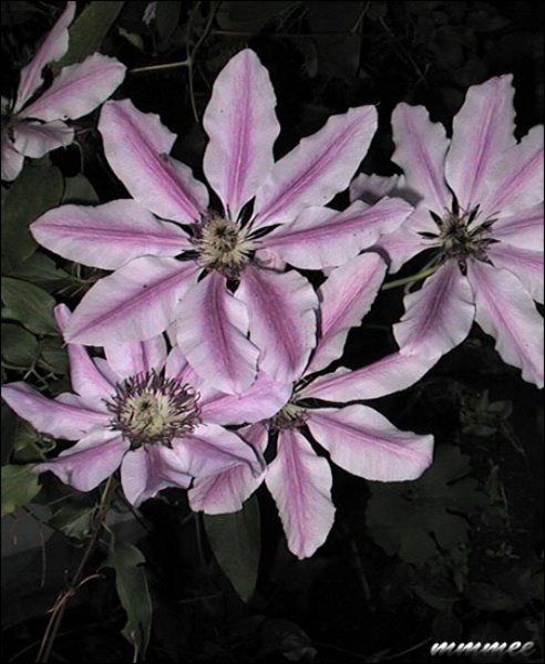 anellymoserclematis.jpg