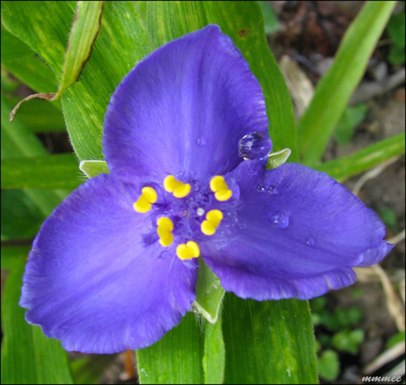bluespiderworttradescantia.jpg