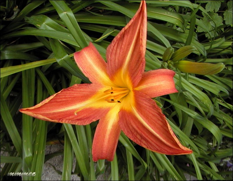 burntorangedaylily.jpg
