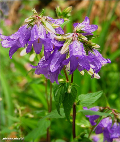 campanula2.jpg