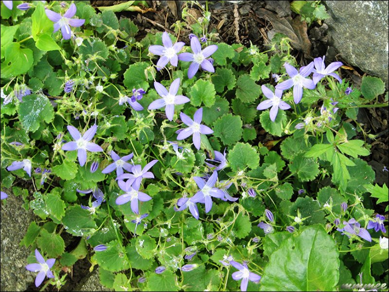 campanulabluechips.jpg