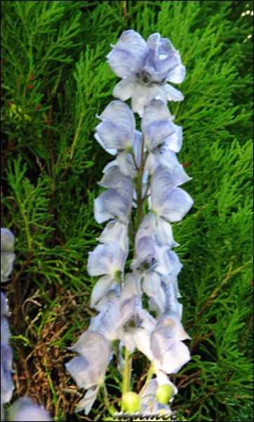 delphinium.jpg