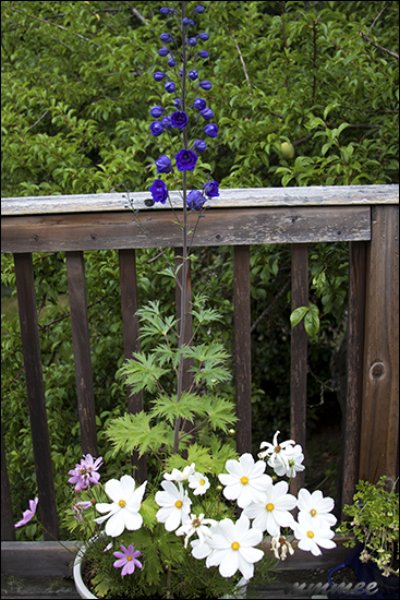 delphiniumonthedeck2.jpg