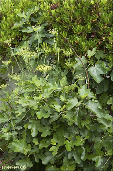 figtreeandfennel.jpg