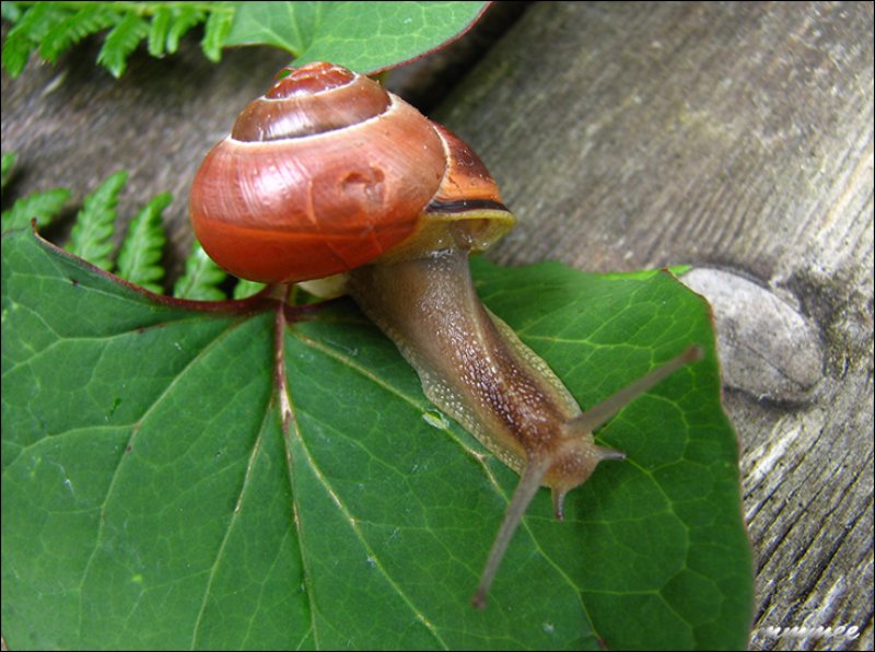 julysnail2.jpg
