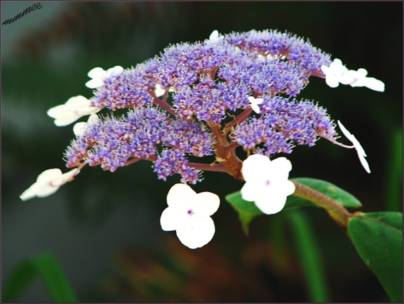 lacecaphydrangea.jpg