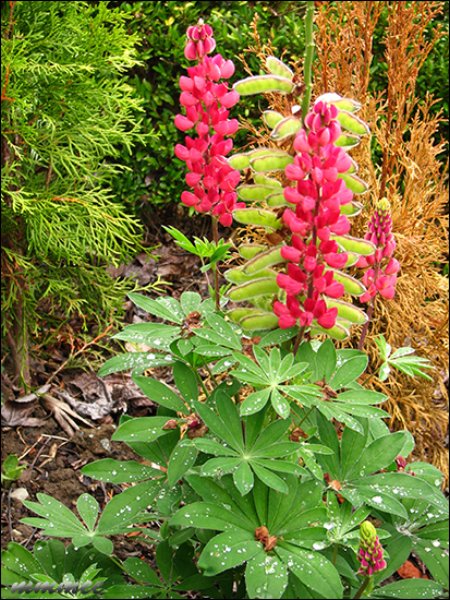 lupine.jpg
