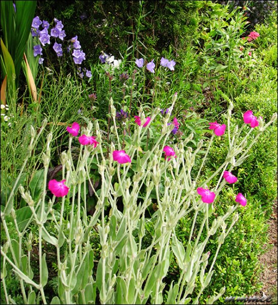 lychnisandcampanula.jpg