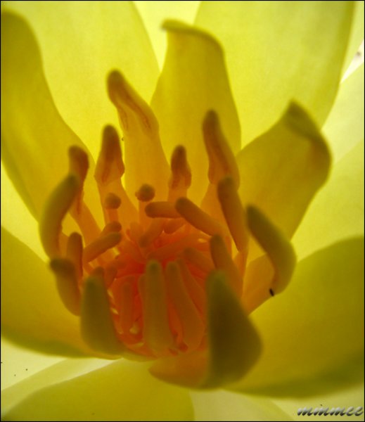 macrooftheyellowwaterlily.jpg