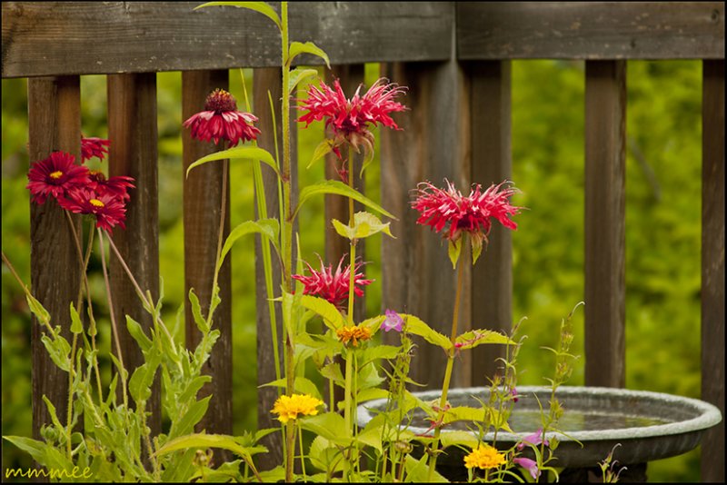 monardapainteddaisyandbirdbath.jpg