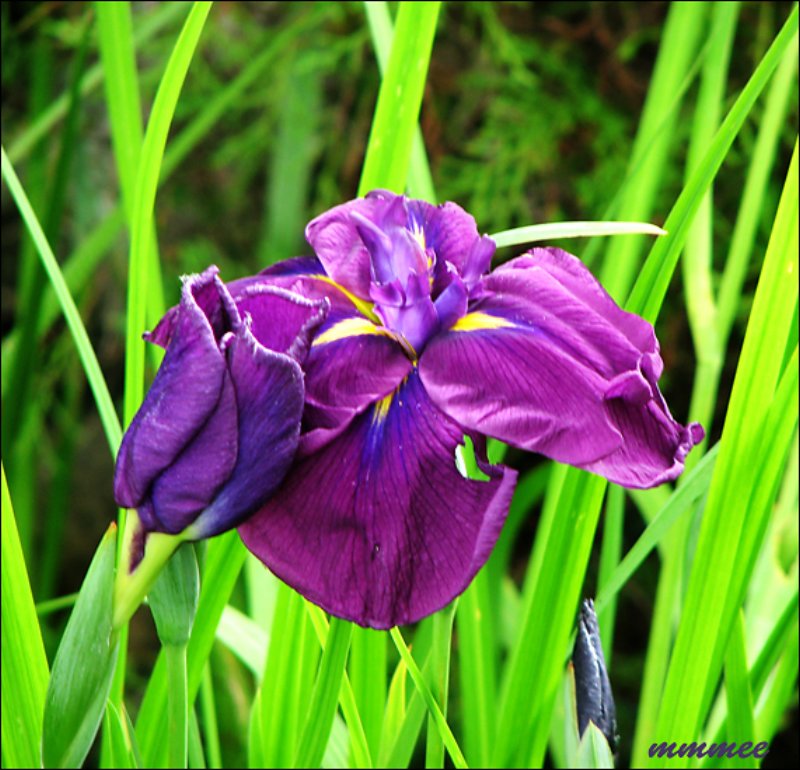 purplewateriris.jpg