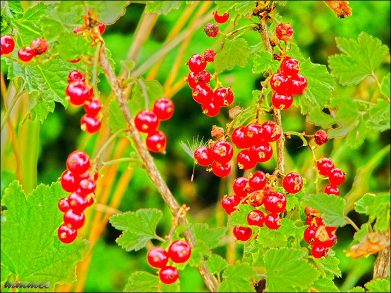 redcurrants.jpg