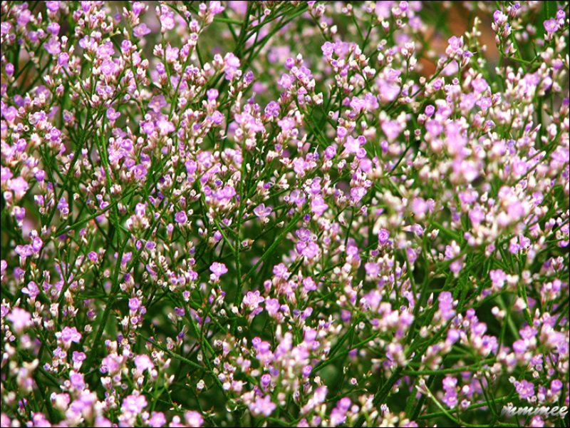 sealavenderlimoniumatifolia.jpg