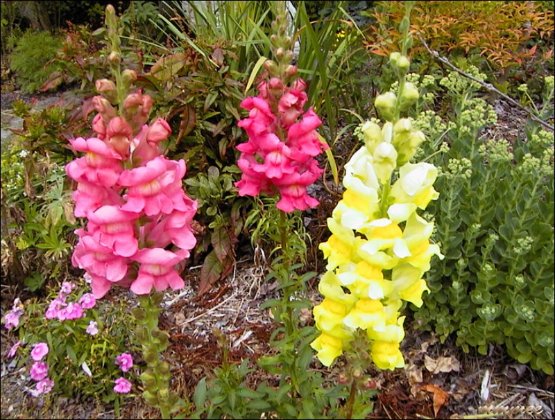 snapdragons.jpg