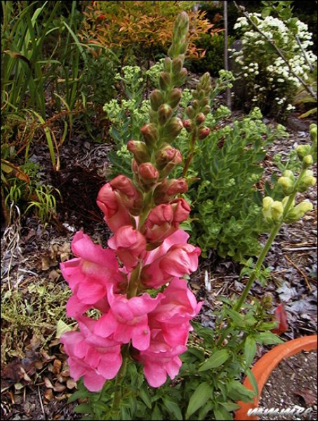 snapdragons2.jpg