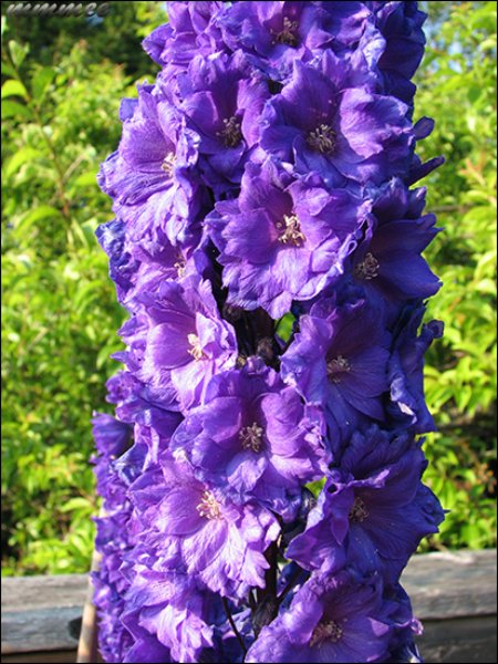 thepurpledelphinium.jpg