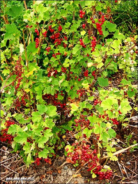 theredcurrantbush.jpg