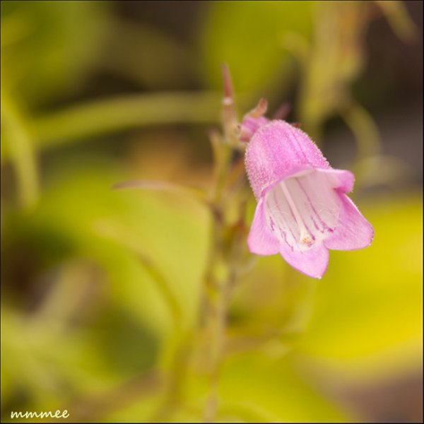 tinypinkbellflower.jpg