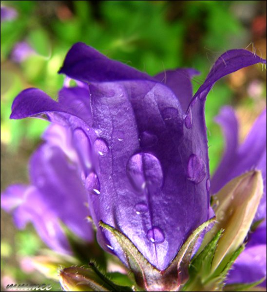 upsidedowncampanula.jpg