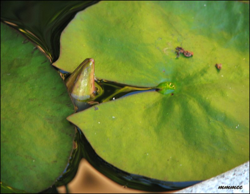waterlilybudandleaves.jpg