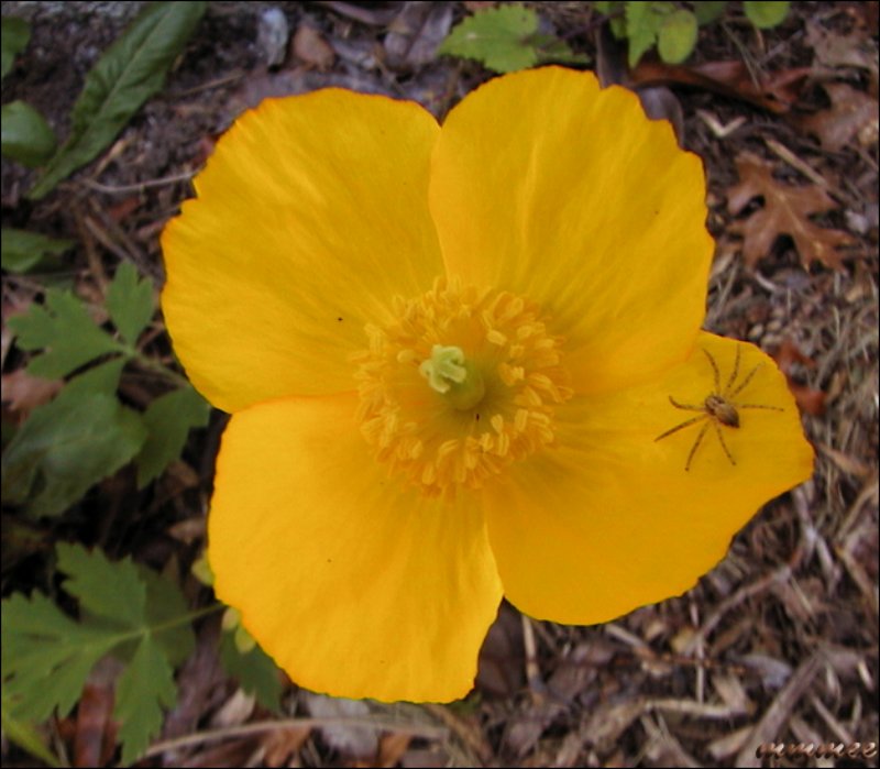 welshpoppy.jpg