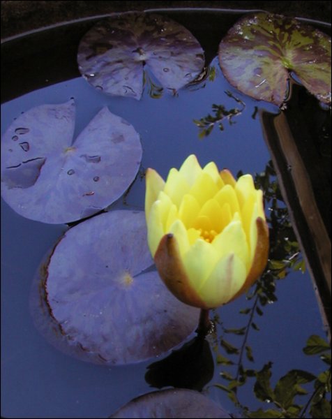 yellowwaterlily.jpg