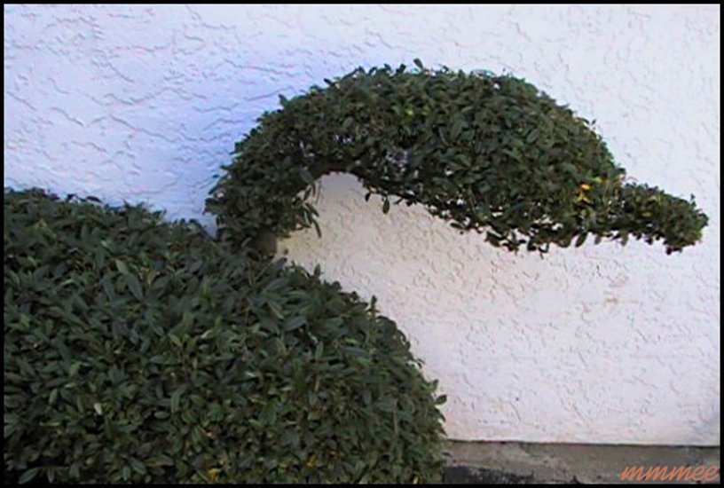 paa32.jpg