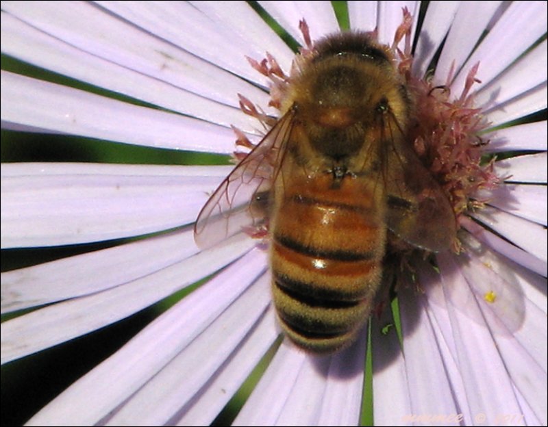 anotherpollinatingbee.jpg