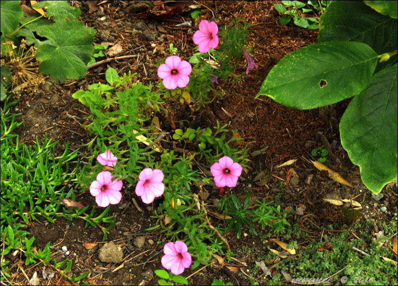 closertothepetunias.jpg