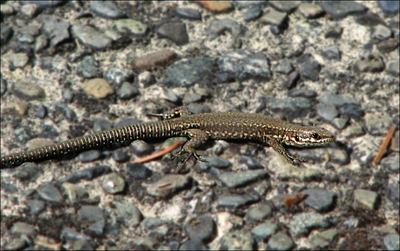 europeanwalllizard.jpg