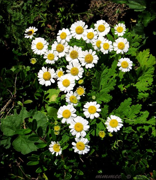 feverfew.jpg