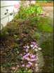 flowerbedbetweentheoldgarageandtheoldsidewalkinthebackgarden_small.jpg