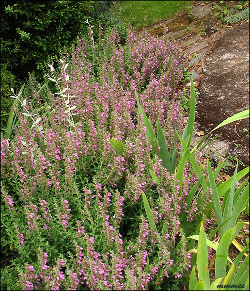germander.jpg