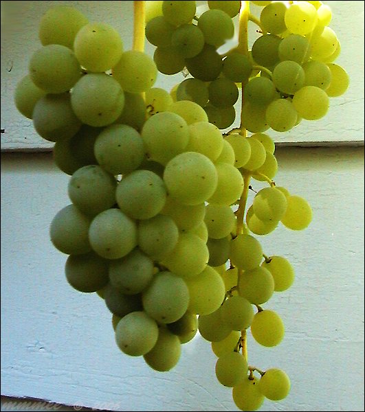 grapes.jpg
