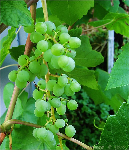grapesof2010.jpg