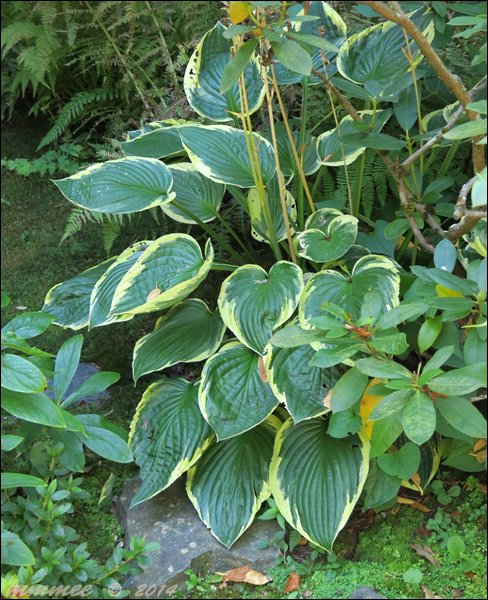 hosta.jpg