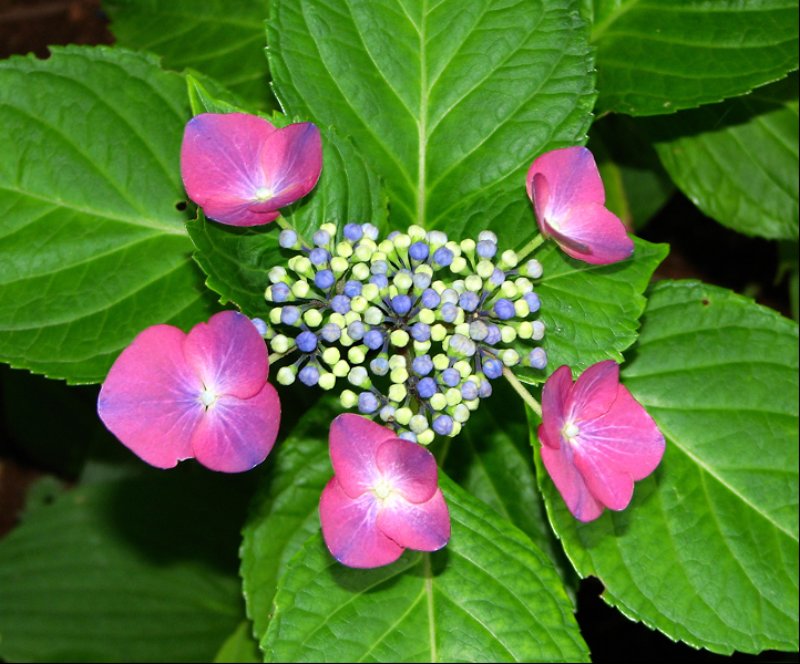 lacecaphydrangea.jpg