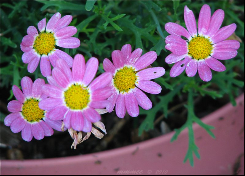 marguerites.jpg