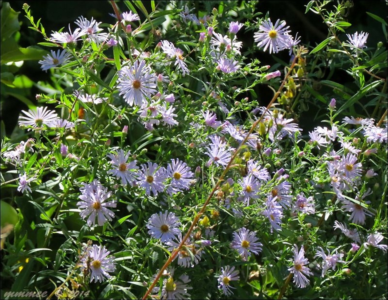 michaelmasdaisies.jpg