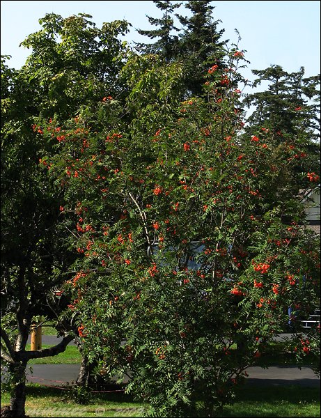 mountainashtreeberries.jpg