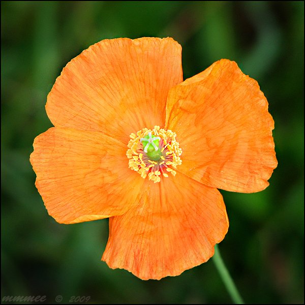 orangepoppy.jpg