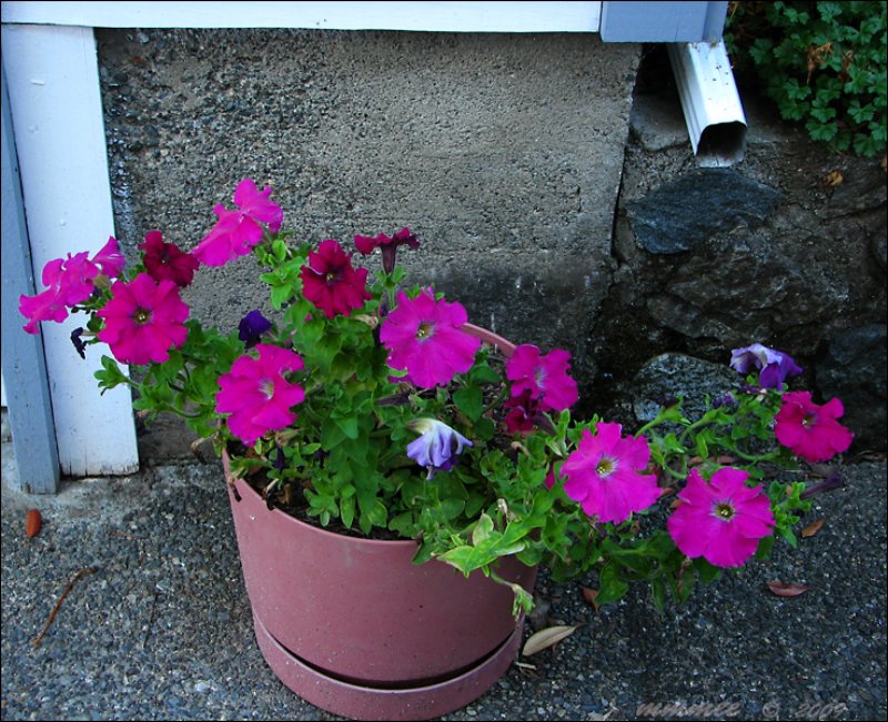 petunia.jpg