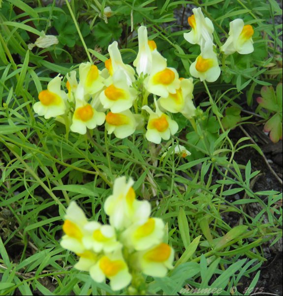 poachedeggplantlimnathes.jpg