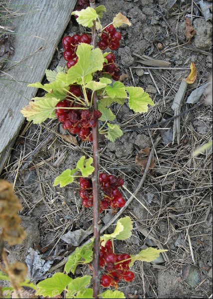 redcurrantbush.jpg