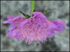 scaboisiapincushionflower_small.jpg