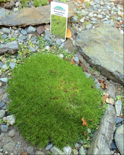 scleranthus.jpg