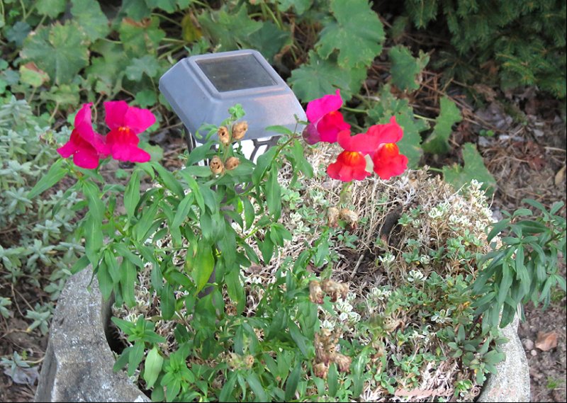 snapdragons.jpg