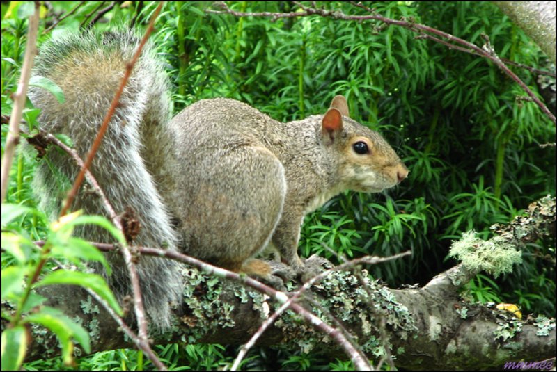 squirrel.jpg