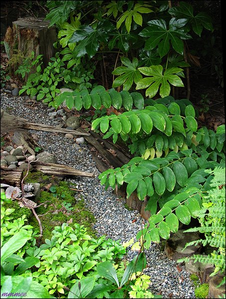 thedrystreamintheshadegarden.jpg