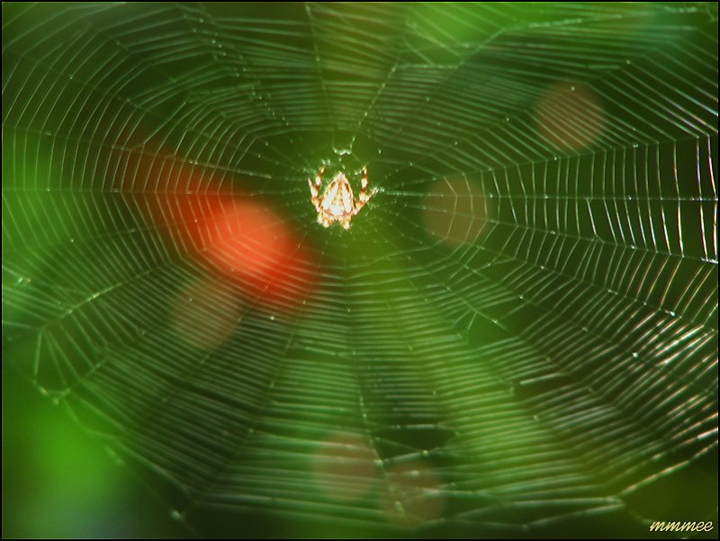 thespidernetcoulditbefishing.jpg